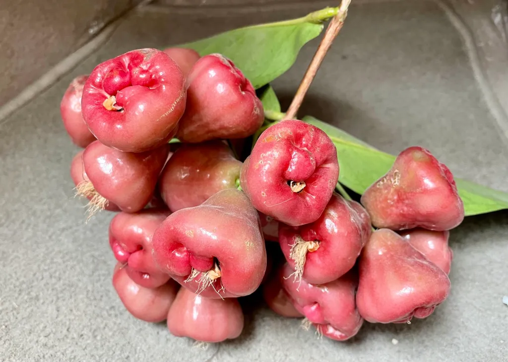 Water Apple Benefits and Nutrition Facts | 7 Health Benefits Of Water Apple