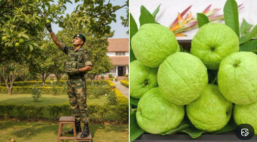 लखनऊ में SDRF जवान को अमरूद खाना पड़ा महंगा, जवाब पढ़कर अधिकारी भी रह गए हैरान