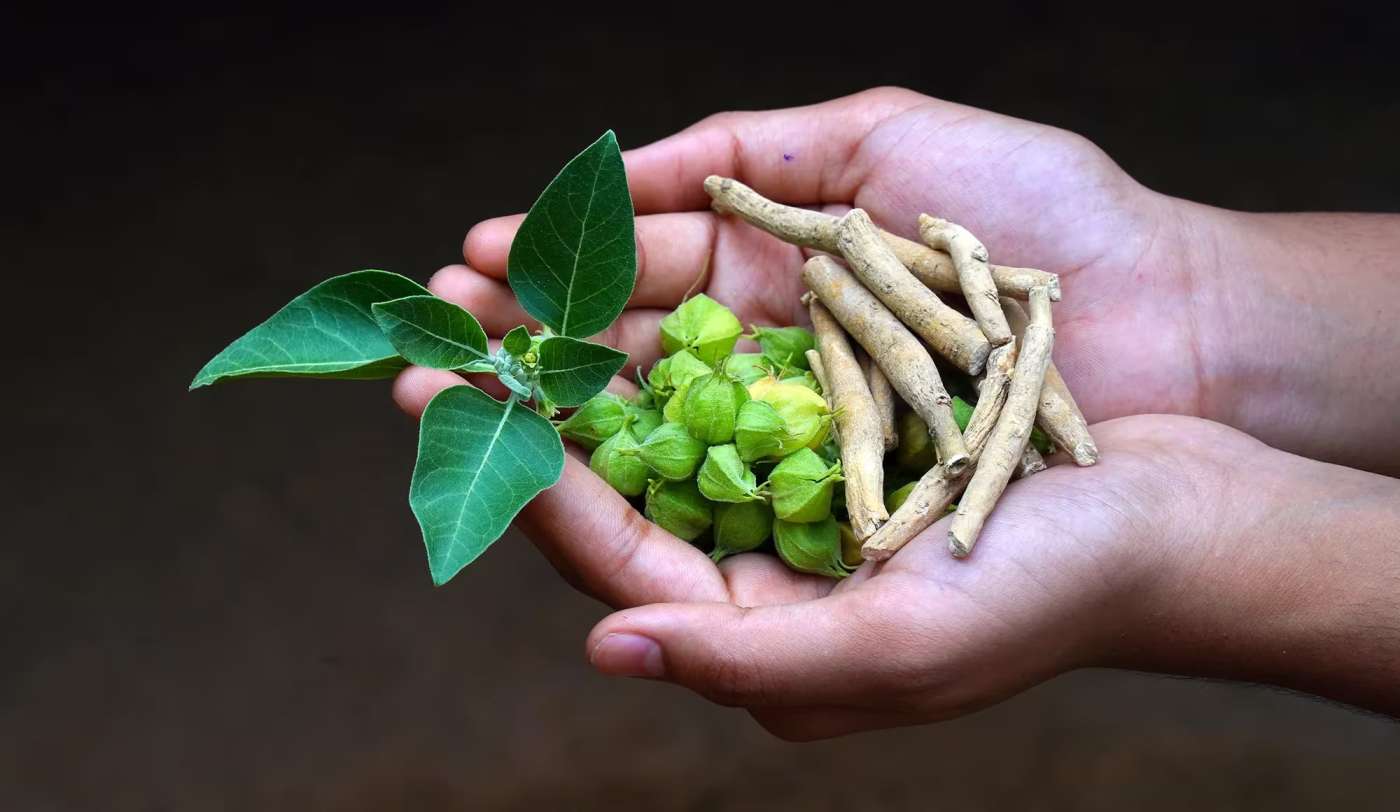 आखिर क्यों अश्वगंधा इतनी शक्तिशाली जड़ी-बूटी है?