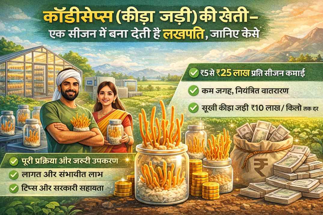कॉर्डिसेप्स (कीड़ा जड़ी) की खेती – एक सीजन में बना देती है लखपति, जानिए कैसे