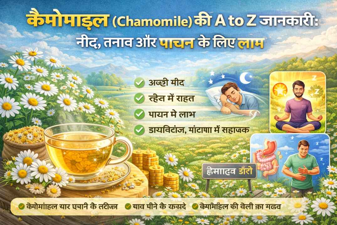 कैमोमाइल (Chamomile) की A to Z जानकारी: नींद, तनाव और पाचन के लिए लाभ