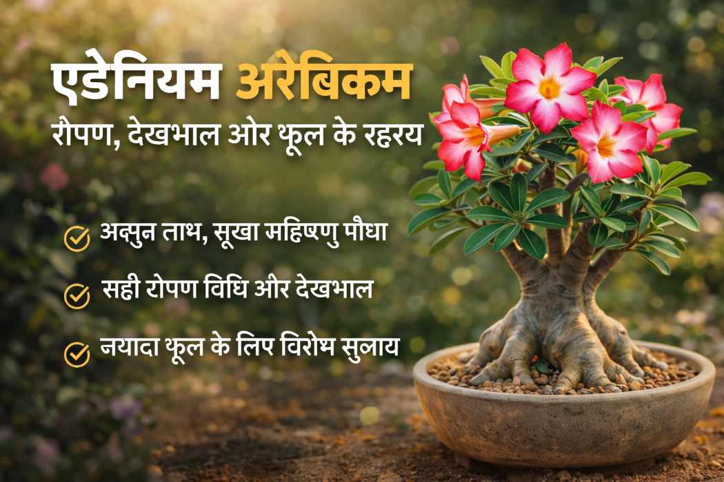 एडेनियम का पौधा: “डेजर्ट रोज़” की बढ़ती लोकप्रियता, रोपण विधि, देखभाल और फूल खिलने के काम के रहस्य