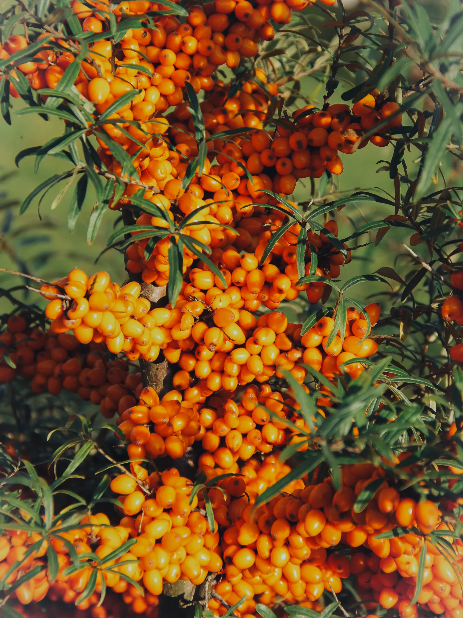 Sea Buckthorn: “Vitamin C” और “Beauty Omegas” के दावों के पीछे असली विज्ञान क्या कहता है?