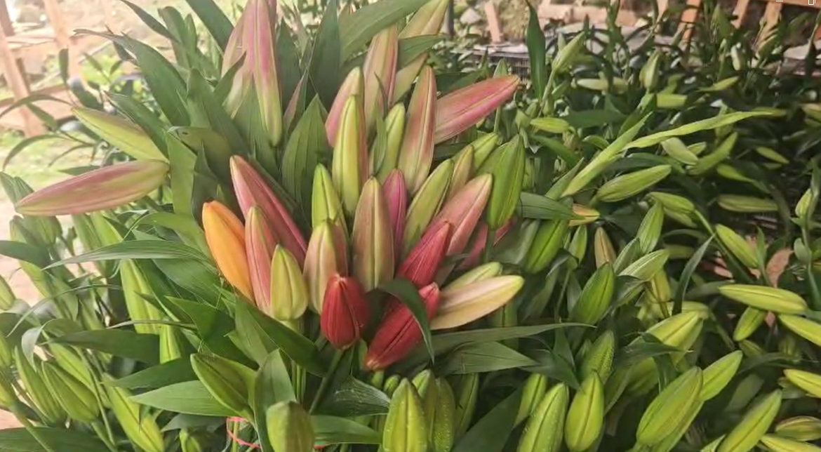 लिलियम (Lily) की खेती: “अत्यंत लाभदायक” दावा कितना सही? तकनीक, लागत और जोखिम का ग्राउंड-रिपोर्ट