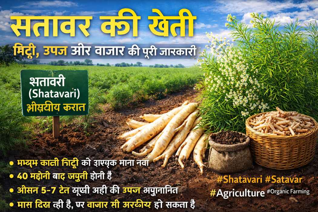 सतावर (Shatavari) की खेती: बढ़ती मांग के बीच अवसर, औषधीय फसल, उपज और बाजार की पूरी रिपोर्ट