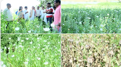 अफीम की खेती कर रहा था बीजेपी नेता,  पुलिस के साथ खेत में पहुंच गए पूर्व सीएम भूपेश बघेल