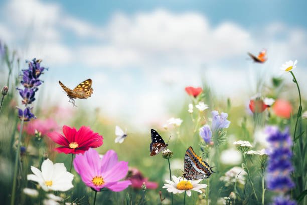 Cheap Flower Shop in Ajman – 11 Smart Ways to Save Money on Fresh Flowers