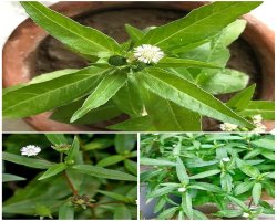 आपके बालों के लिए रामबाण औषधि है ये पौधा, जानें इसका नाम | भृंगराज(False daisy) के 13 फायदे