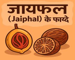 जायफल (Jaiphal) के फायदे, नुकसान व उपयोग (Jaiphal Benefits and Side Effects)