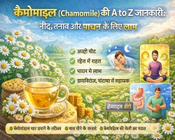 कैमोमाइल (Chamomile) की A to Z जानकारी: नींद, तनाव और पाचन के लिए लाभ