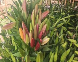 लिलियम (Lily) की खेती: “अत्यंत लाभदायक” दावा कितना सही? तकनीक, लागत और जोखिम का ग्राउंड-रिपोर्ट