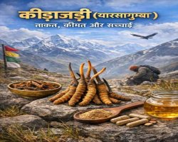 कीड़ाजड़ी (यारसागुम्बा): ताकत, कीमत और सच्चाई